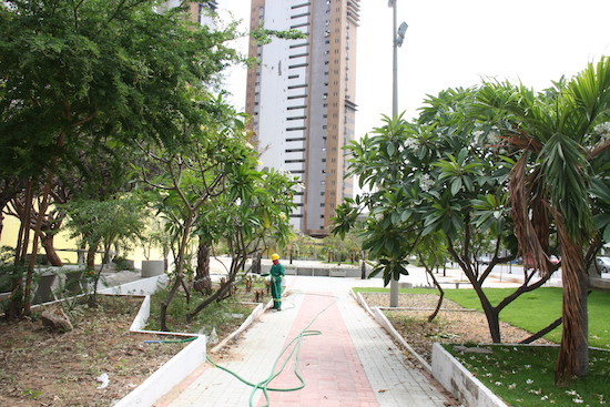 Prefeitura melhora a arborização de Fortaleza