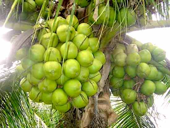 Ceará é o maior exportador de água de coco do Brasil