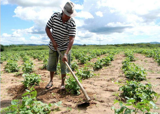 BNB renegocia R$ 11,8 bilhões em dívidas rurais