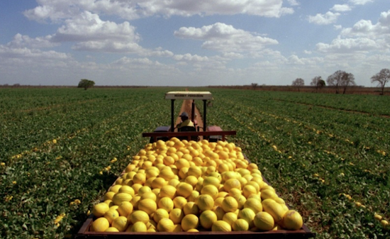 Expofruit reunirá fruticultores do Nordeste em agosto