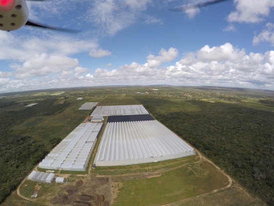 Rosas cearenses ganham mercado no Brasil