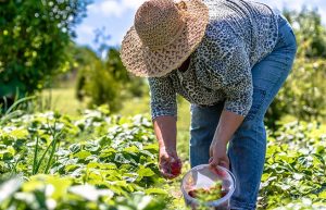 Agricultura Familiar