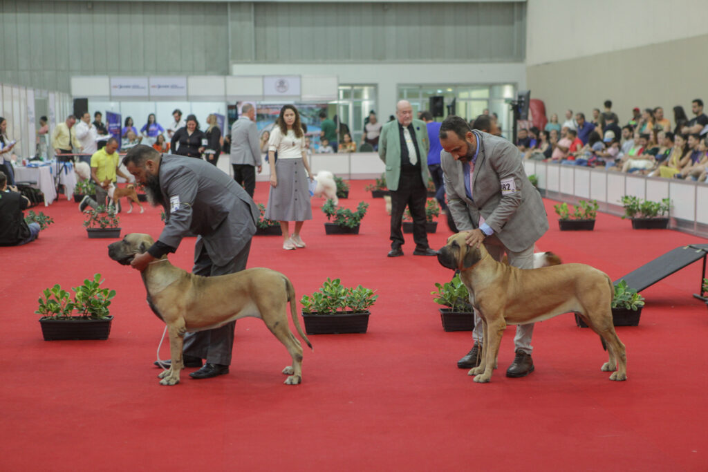 Festival De Cães (1)