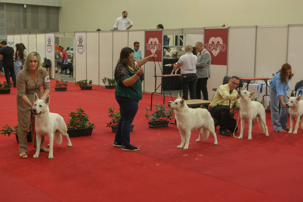 Festival De Cães (10)