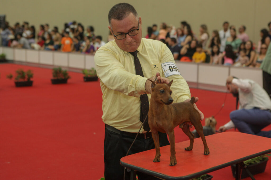 Festival De Cães (11)