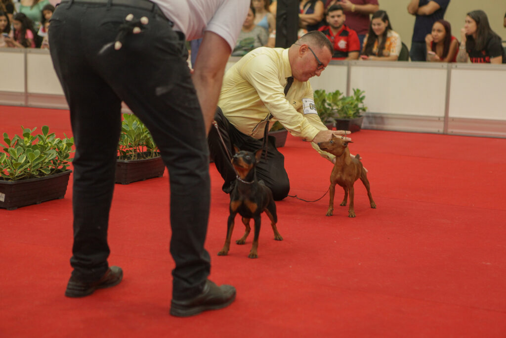 Festival De Cães (12)