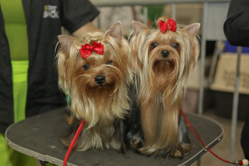 Festival De Cães (15)