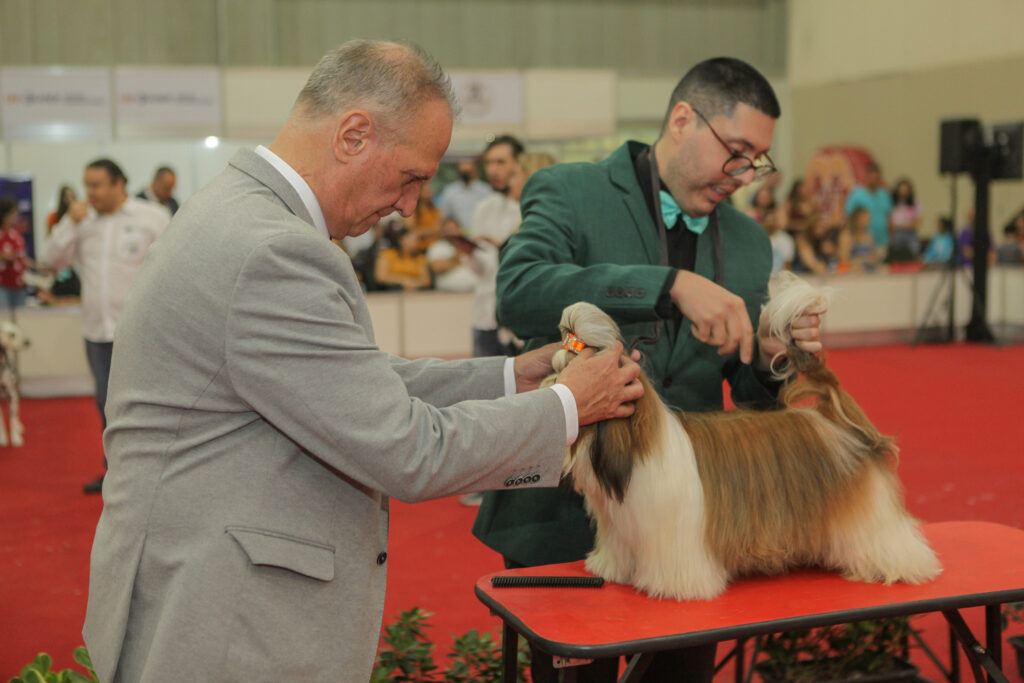 Festival De Cães (22)