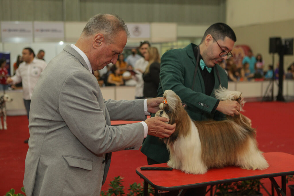 Festival De Cães (23)