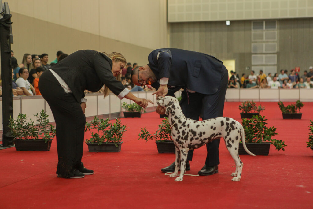 Festival De Cães (24)