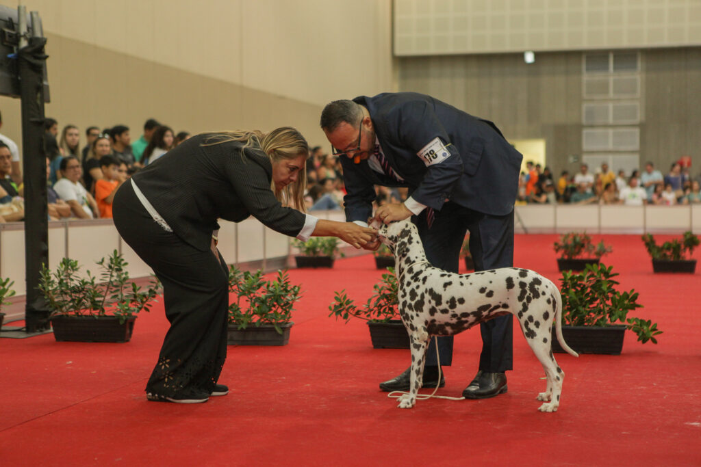 Festival De Cães (25)