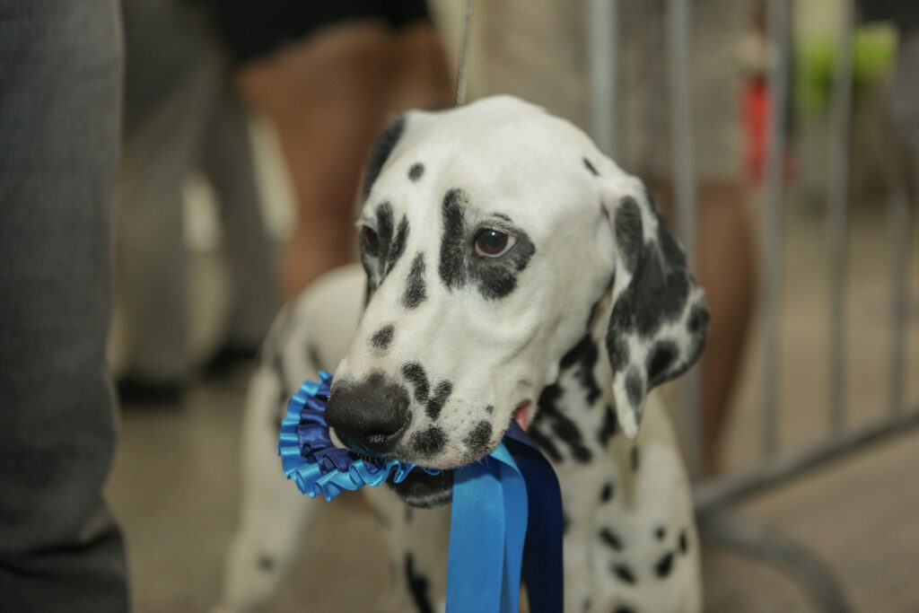 Festival De Cães (26)