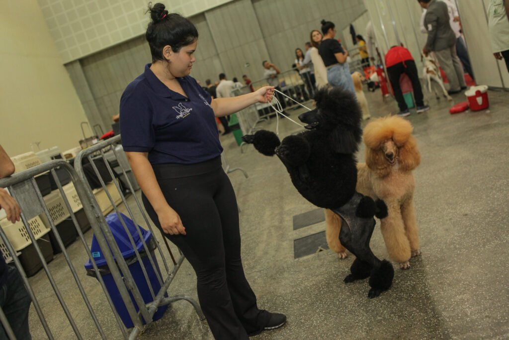 Festival De Cães (28)