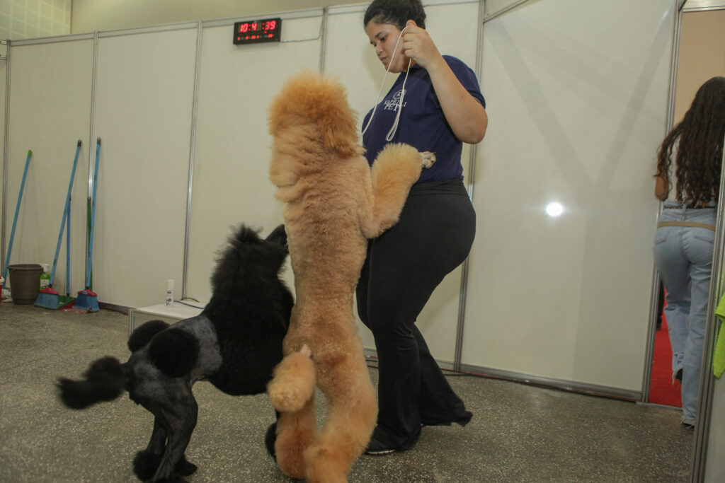 Festival De Cães (29)