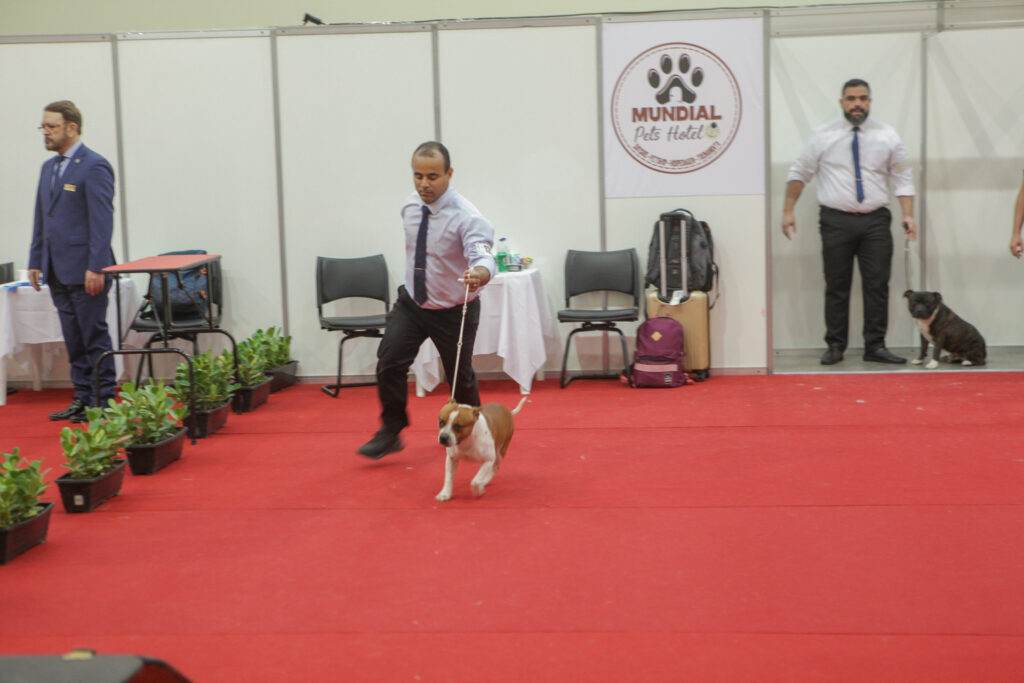 Festival De Cães (3)