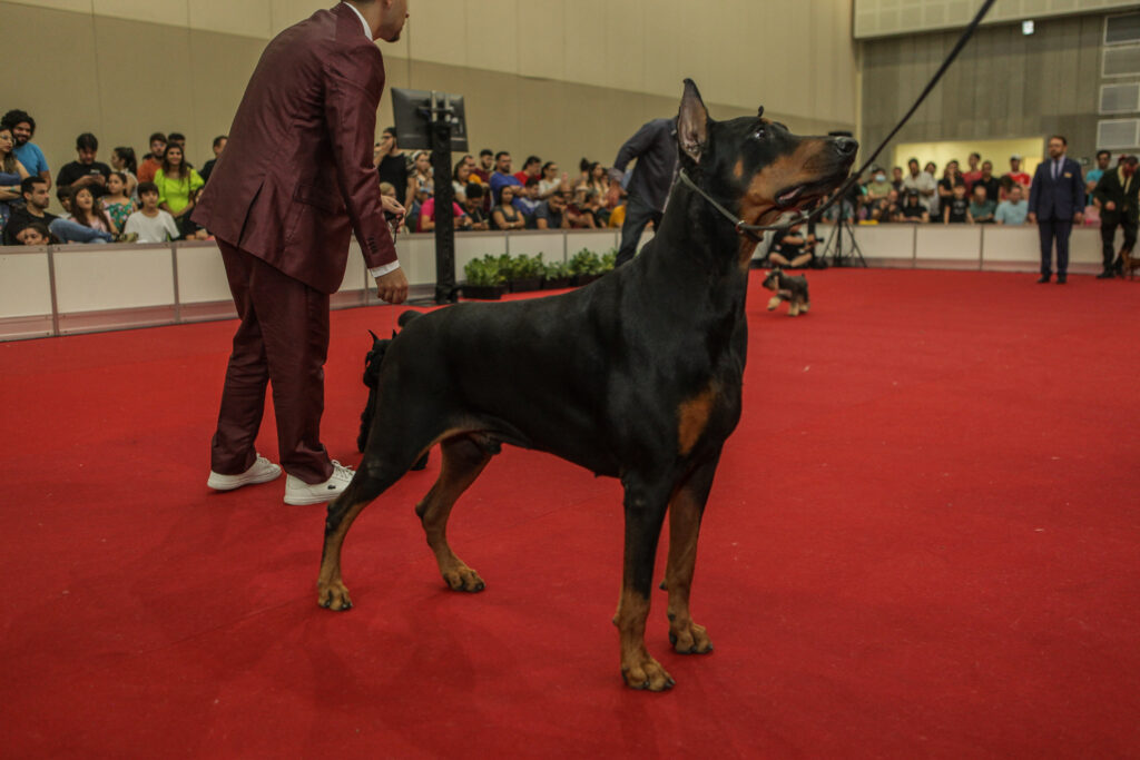 Festival De Cães (34)