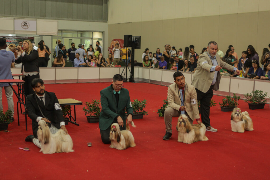 Festival De Cães (35)