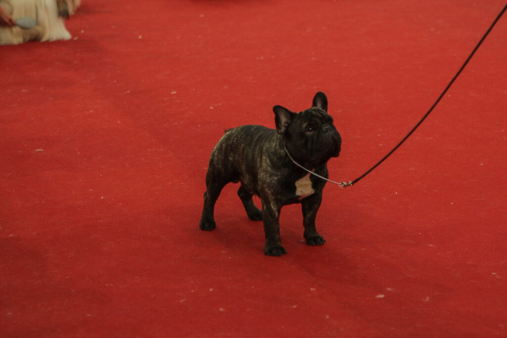 Festival De Cães (39)