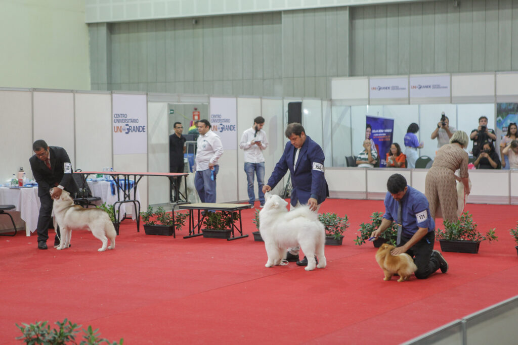 Festival De Cães (4)