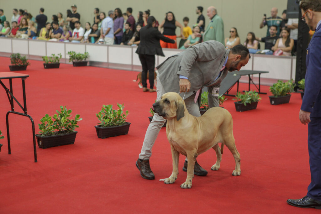 Festival De Cães (5)