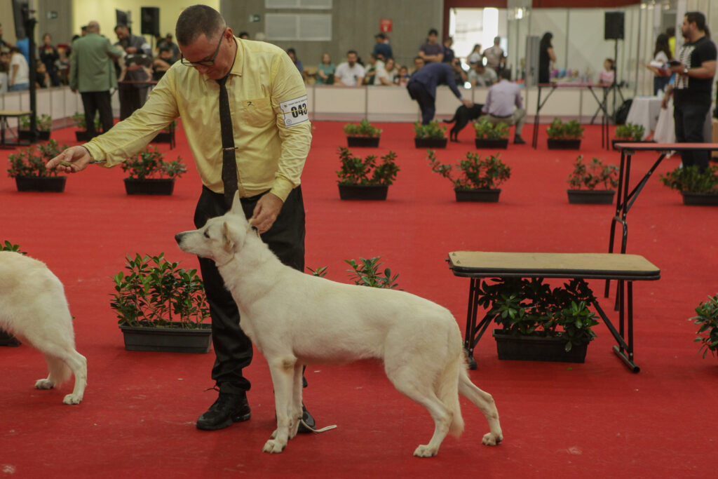 Festival De Cães (9)