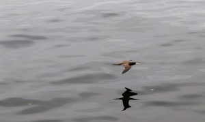 O Atobá Mergulhão Sobrevoa A Baía Da Guanabara, No Rio De Janeiro.