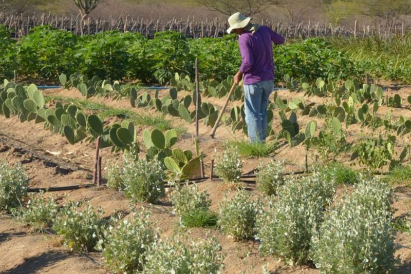 Agricultura Agricultura Familiar Agricultores Agência Brasil