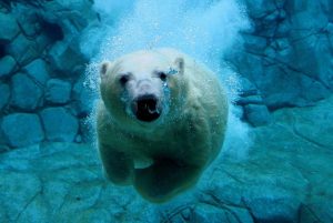 Urso Polar é Uma Das Atrações No Aquário De São Paulo