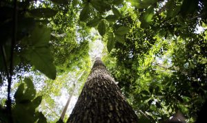 Floresta Amazônica