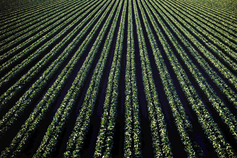 Agronegócio, Agricultura, Agrocarbono Foto Freepik