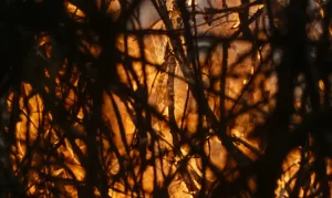 Floresta, Incêndio, Queimadas Foto Agência Brasil