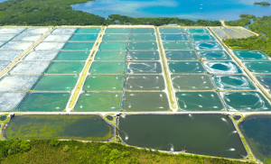 Aquicultura Foto Mapa