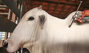 Boi, Vaca, Gado, Bovinos, Vacinação De Animais, Vacinação Contra A Febre Aftosa Foto Mapa