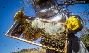 Apicultura, Apicultor, Colmeia, Produção De Mel Foto Cna Wenderson Araujo Trilux