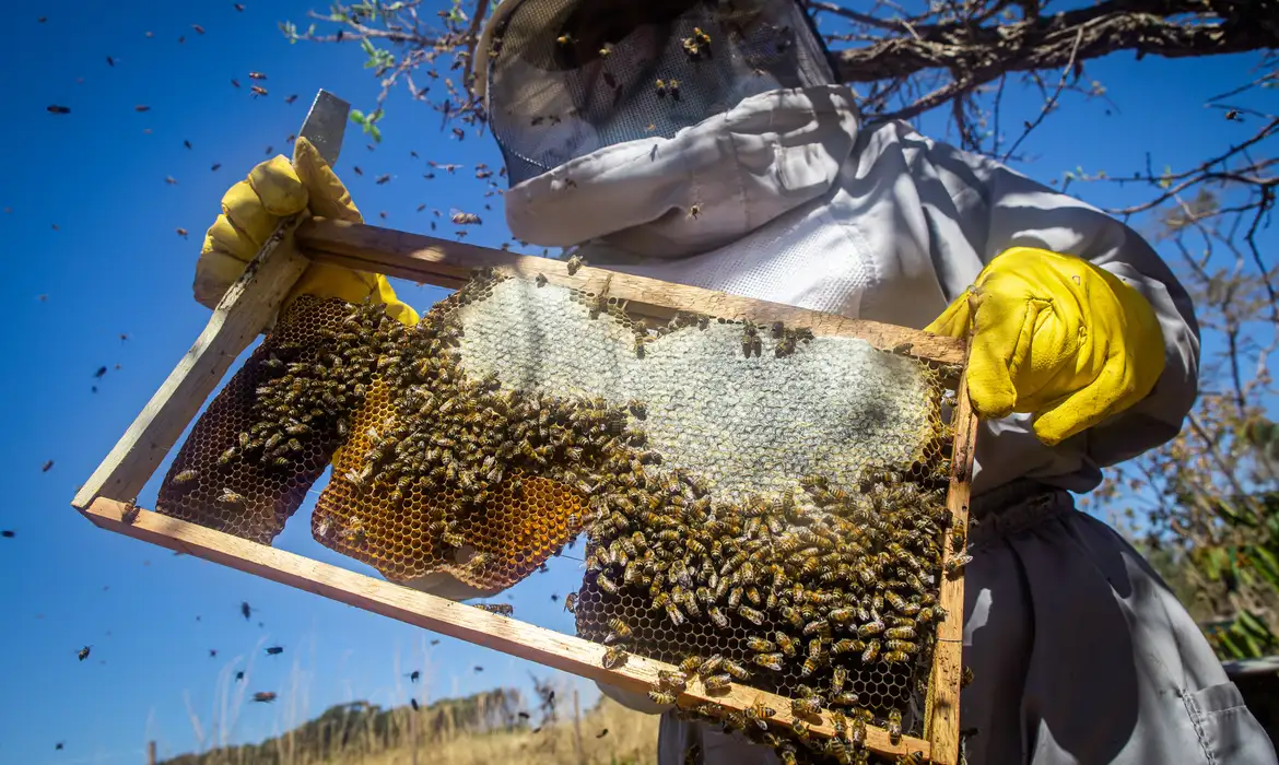 Rio Grande do Sul contabiliza perda de 17 mil colmeias desde enchentes