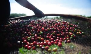 Faturamento Bruto Das Lavouras Dos Cafés Do Brasil Bate Recorde E Atinge R$ 64 Bilhões Em 2024 Foto Agência Brasil