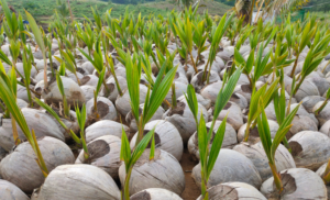 Sementes De Coco