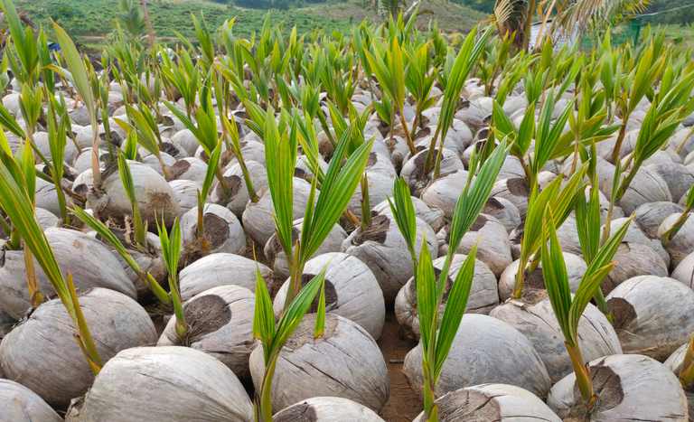 Colômbia abre mercado para sementes de coco do Brasil