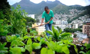 Agricultura, Produção De Alimentos Nas Cidades