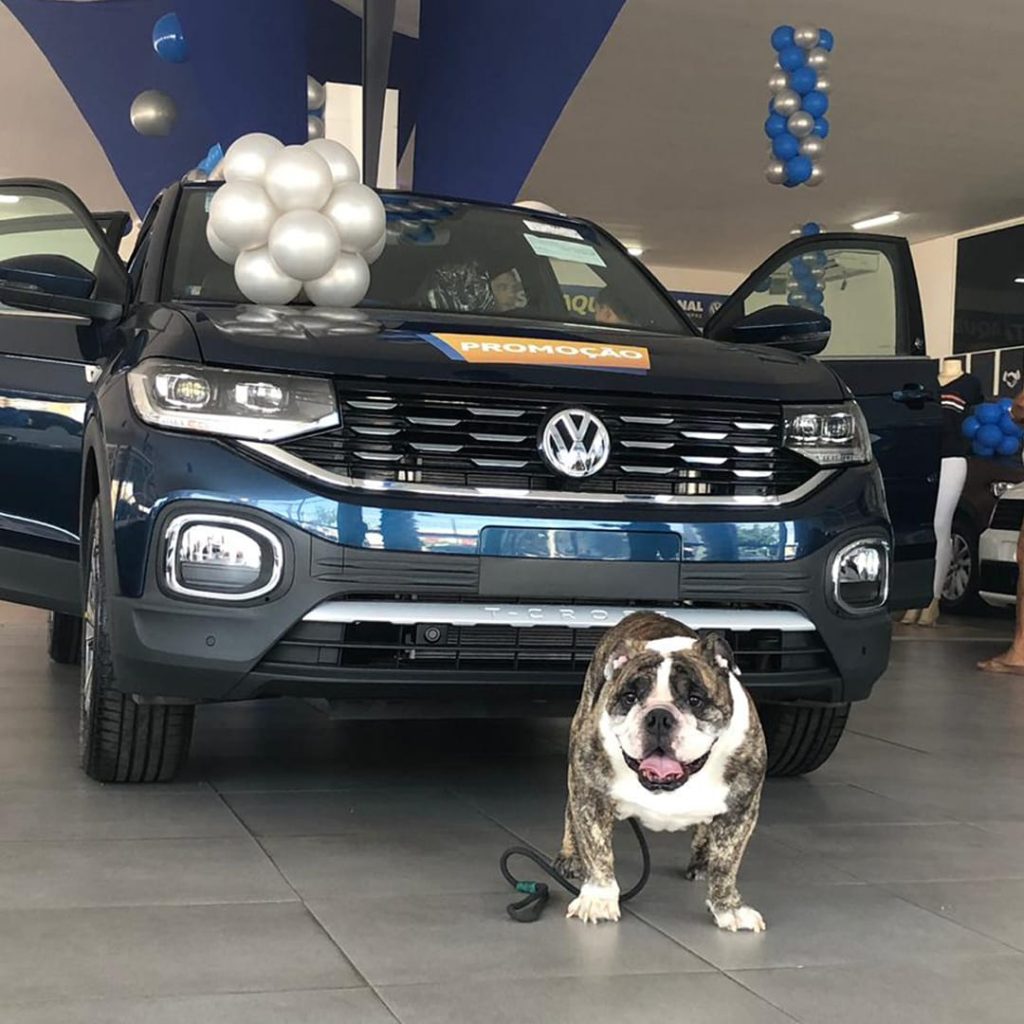 Pets são super bem-vindos na Nacional Volkswagen