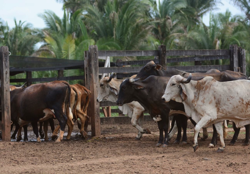 BNB aumenta em 92% o crédito para a aquisição de imóveis rurais no Ceará