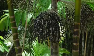 Extração Vegetal E Da Silvicultura Foto Embrapa