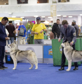 Fortaleza sedia festival internacional de cães com exposições de raças raras