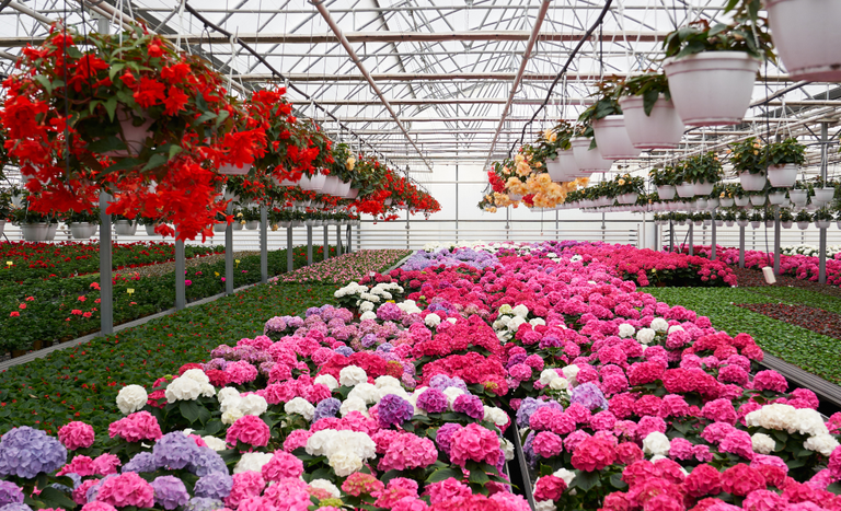 Arábia Saudita abre mercado para flores e feno do Brasil