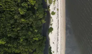 Manguezais Têm Potencial De Gerar R$ 49 Bilhões Em Crédito De Carbono Foto Agência Brasil