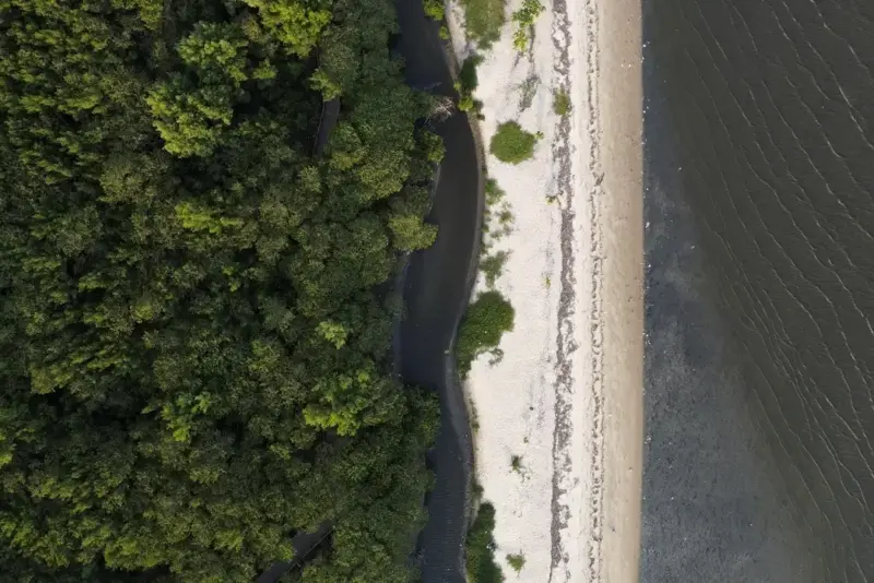 Manguezais Têm Potencial De Gerar R$ 49 Bilhões Em Crédito De Carbono Foto Agência Brasil