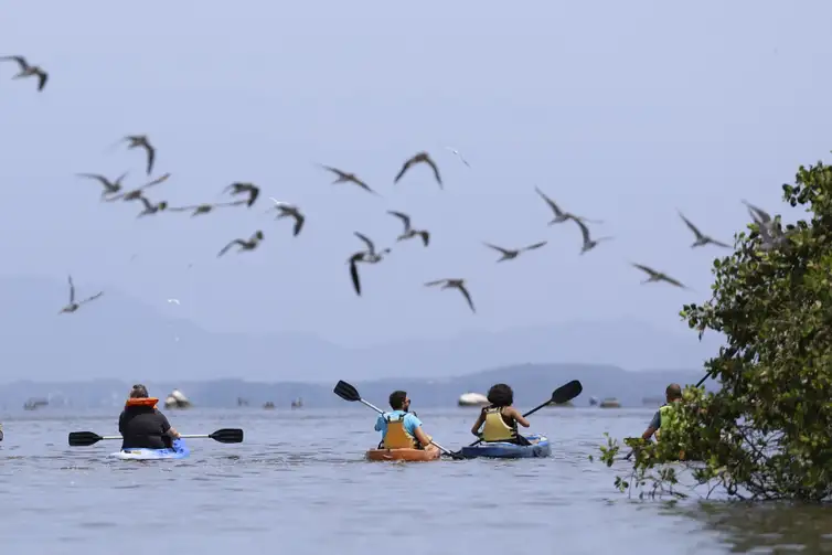 Mangue conservado transforma pescadores em guias de turismo