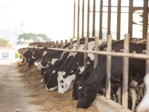 Minas Gerais, Produção De Queijo, Fazenda Eudes Braga Investe No Manejo Sustentável E Em Técnicas Genéticas Para O Melhoramento Do Gato Foto Reprodução Eudes Braga