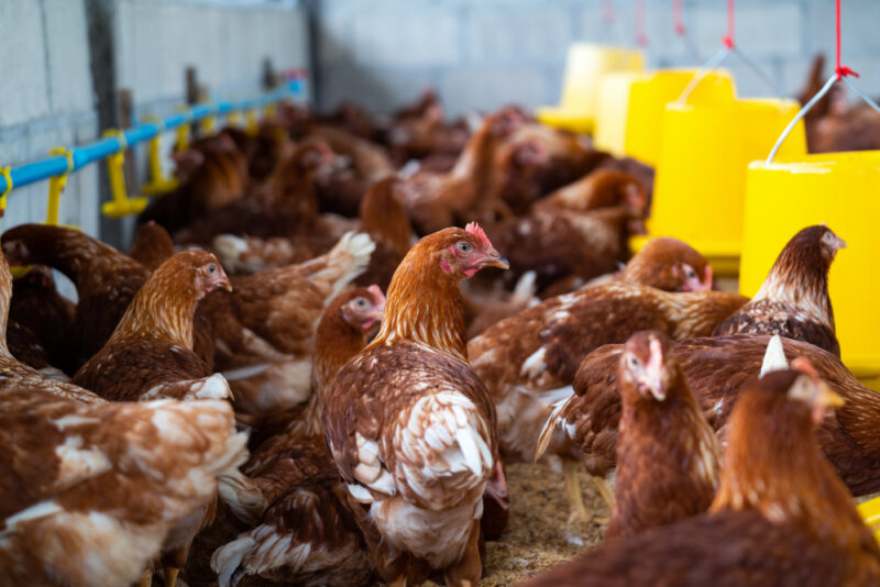 Galinha, Frango, Pecuária, Proteína Animal Foto Freepik