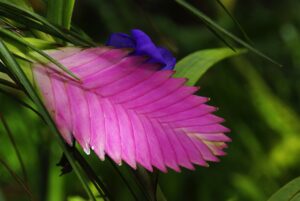 Tillandsia, Planta Ornamental Foto Pixabay